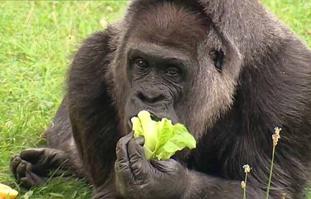 Gorila Fatou, Zoo Berlin / captua video