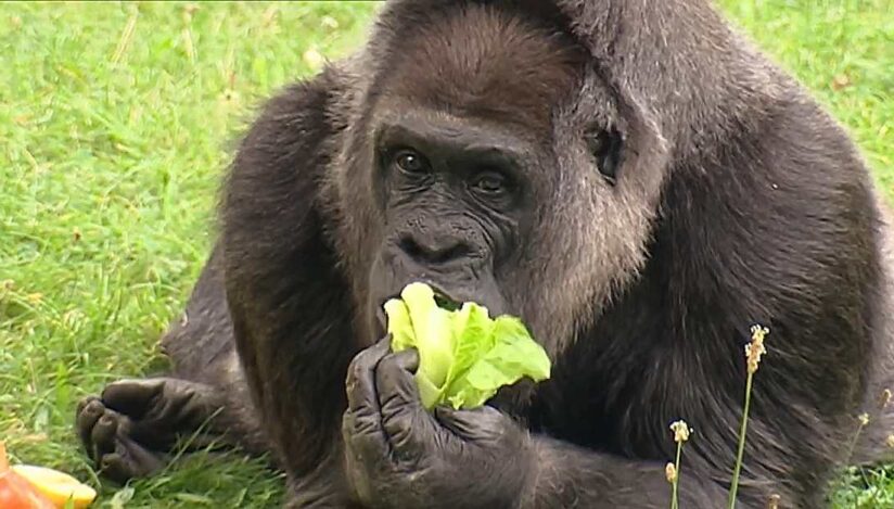 Gorila Fatou, Zoo Berlin / captua video