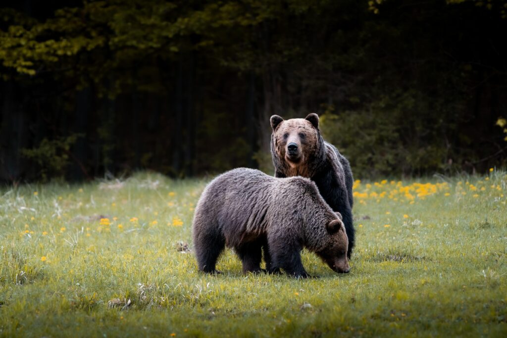 Un bărbat de 34 de ani, ucis de urs în județul Sibiu. Autoritățile locale caută animalul