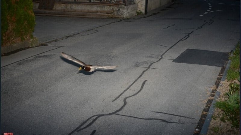 O raţă din Elveţia, înregistrată de un radar pentru „exces de viteză”. Îmaginile surprinse au dezvăluit că ar putea fi vorba despre o pasăre „recidivistă”