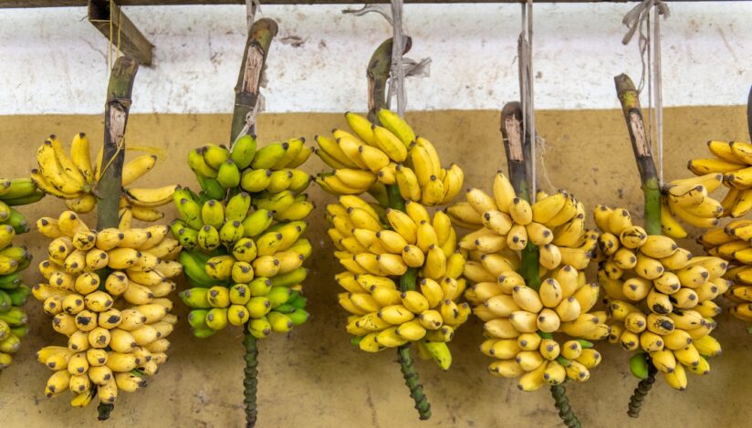 „Schimbările climatice ne omoară culturile”. Bananele, în pericol pe fondul creșterii temperaturilor