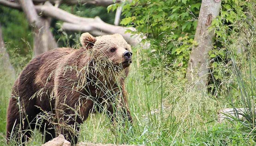 Urs văzut în curtea mănăstirii Sinaia. Avertisment către populație prin RO-ALERT