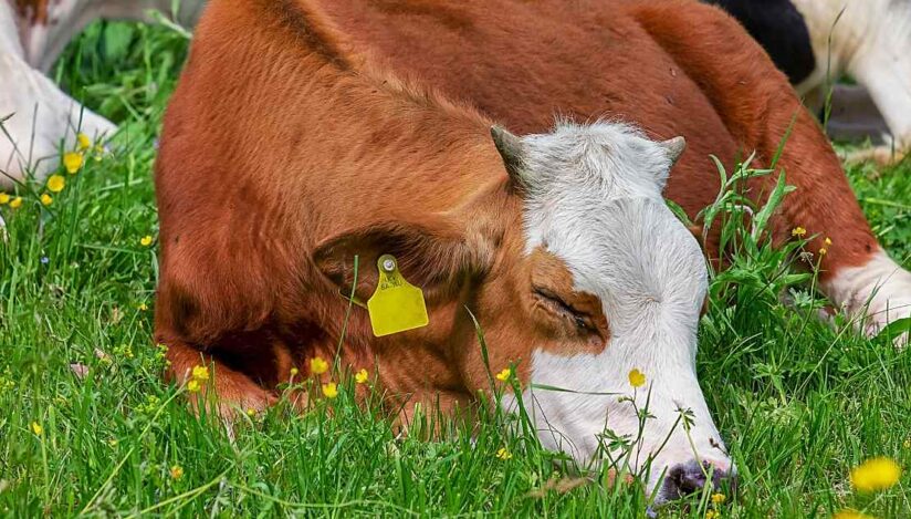 Europa se confruntă cu cea mai gravă epidemie de febră aftoasă de la începutul secolului, avertizează FAO