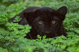 Panteră neagră / Pixabay