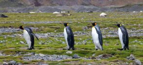 Pinguini imperiali Antarctica / Pixabay