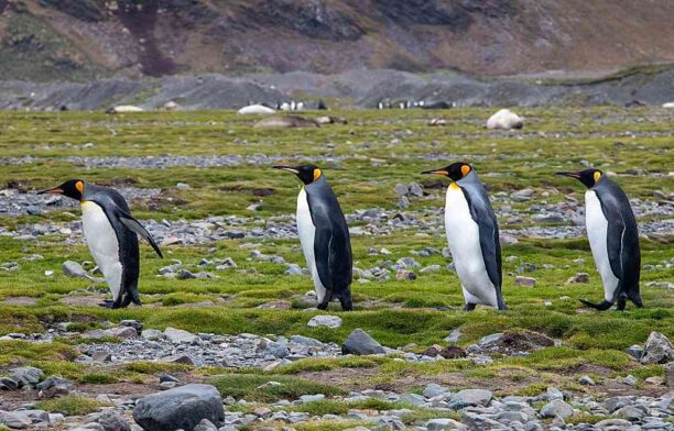 Pinguini imperiali Antarctica / Pixabay