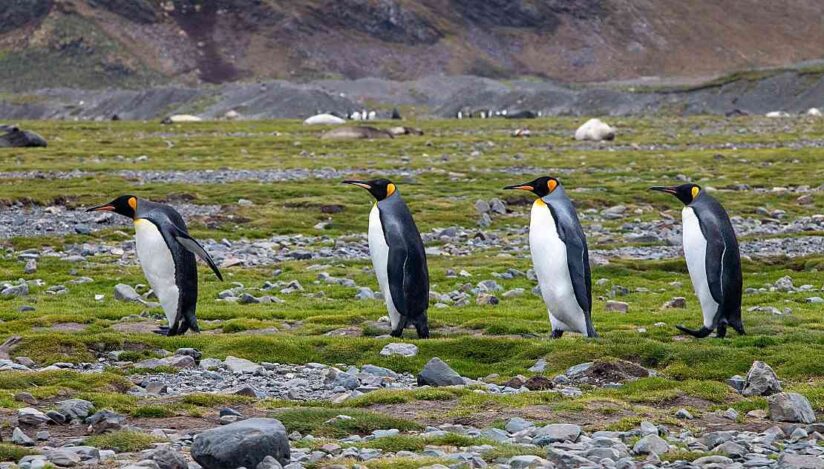 Pinguini imperiali Antarctica / Pixabay