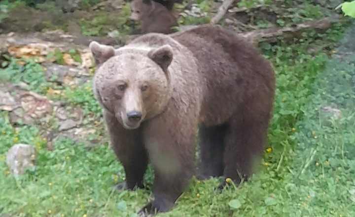 Populația comunei Racovița din Sibiu a fost alertată după ce în localitate a fost văzut un urs