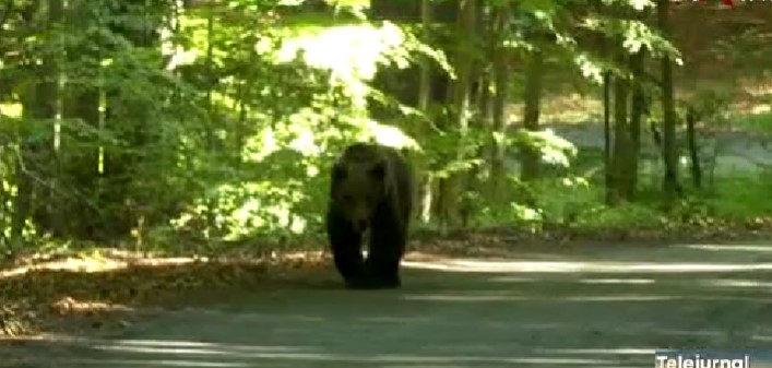 Un cioban a fost atacat de urs la o stână din masivul Iezer Păpuşa. A fost solicitat elicopterul SMURD