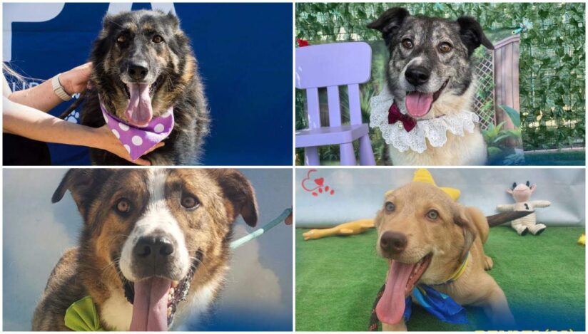 Târg de adopţii de căţei în Parcul Izvor. 15 căţei prietenoşi şi dornici de afecţiune îşi aşteaptă familiile