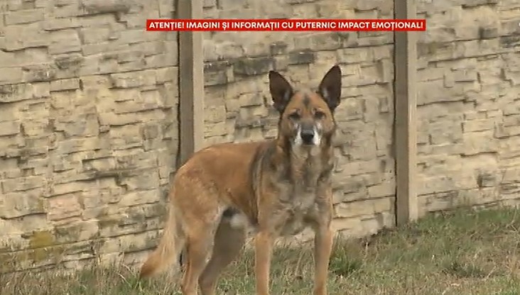 Câini lăsați să moară în lanțuri la Suceava, în timpul inundațiilor. Proprietarii au cerut salvatorilor să salveze buteliile, nu animalele