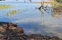 Delta Dunării / arhiva