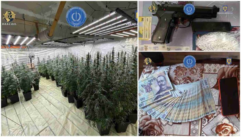 Poliţist dâmbovițean prins că a cultivat canabis pentru comercializare
