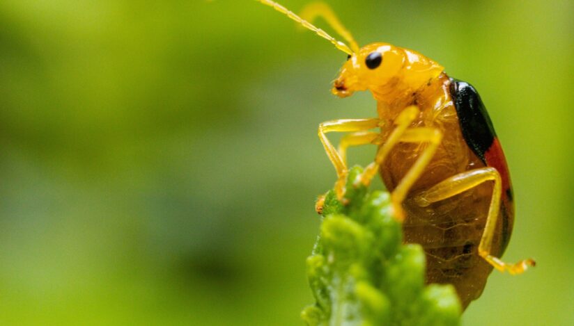 Plantele „vorbesc” cu insectele: Descoperire științifică revoluționară în Israel