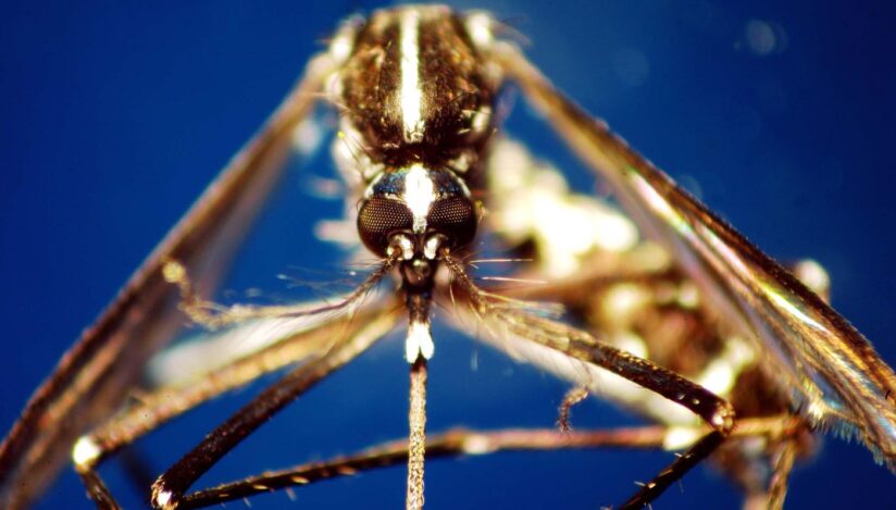 Virusul West Nile a făcut opt decese în Italia. Donările de sânge au fost suspendate