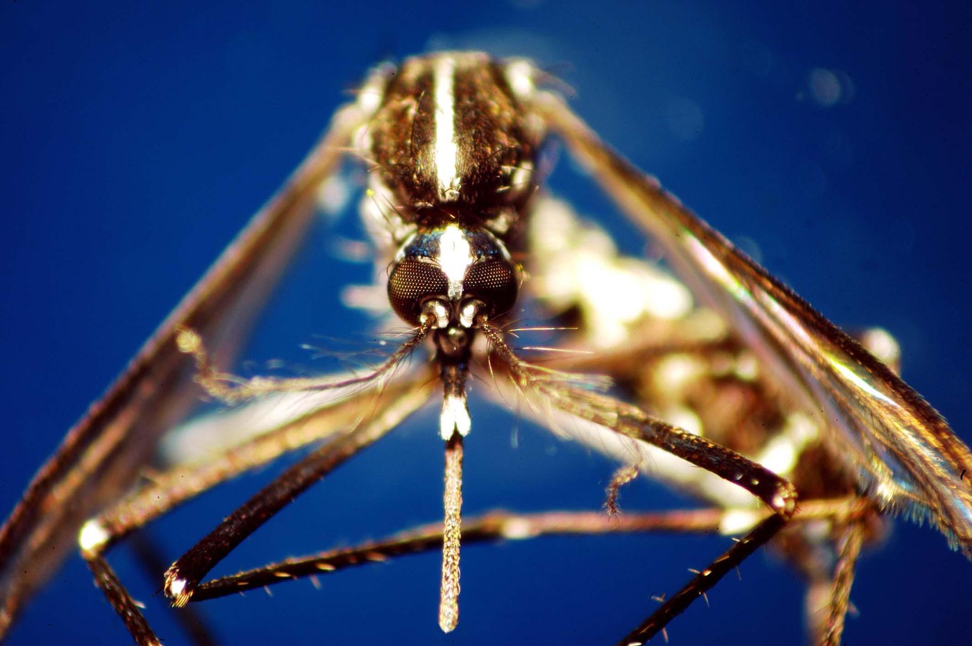 Trei cazuri de infecţie cu virusul West Nile înregistrate de la începutul lunii iunie
