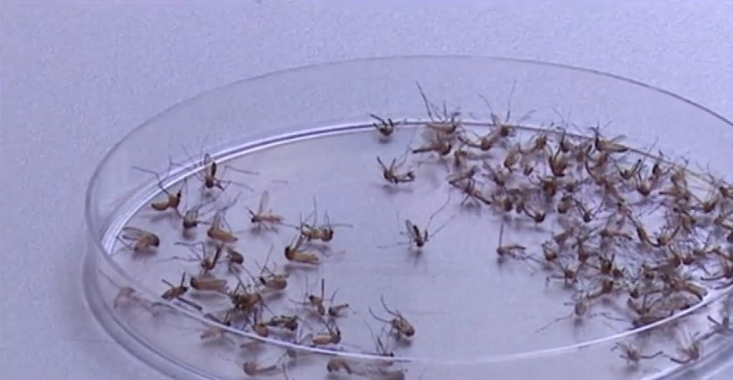 Un bărbat infectat cu virusul West Nile a murit în Italia. Este al doilea deces înregistrat în ultimele zile în peninsulă. Zeci de persoane sunt infectate
