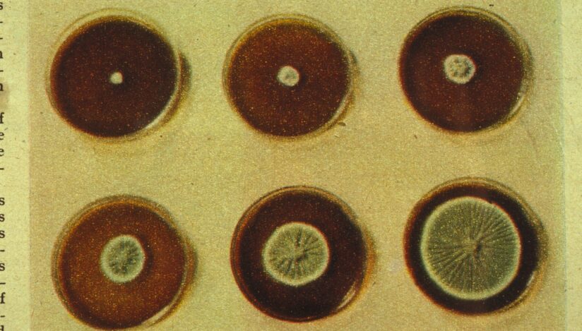 3 septembrie 1928: Bacteriologul Alexander Fleming a descoperit întâmplător penicilina și a schimbat cursul medicinei