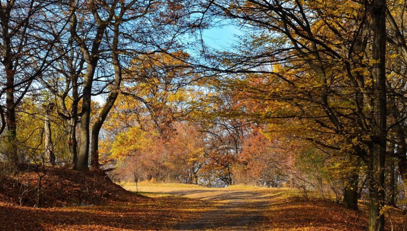 The Guardian: „Hoia-Baciu, cea mai bântuită pădure din lume”: Copaci contorsionați, OZN-uri și povești înfricoșătoare în Transilvania