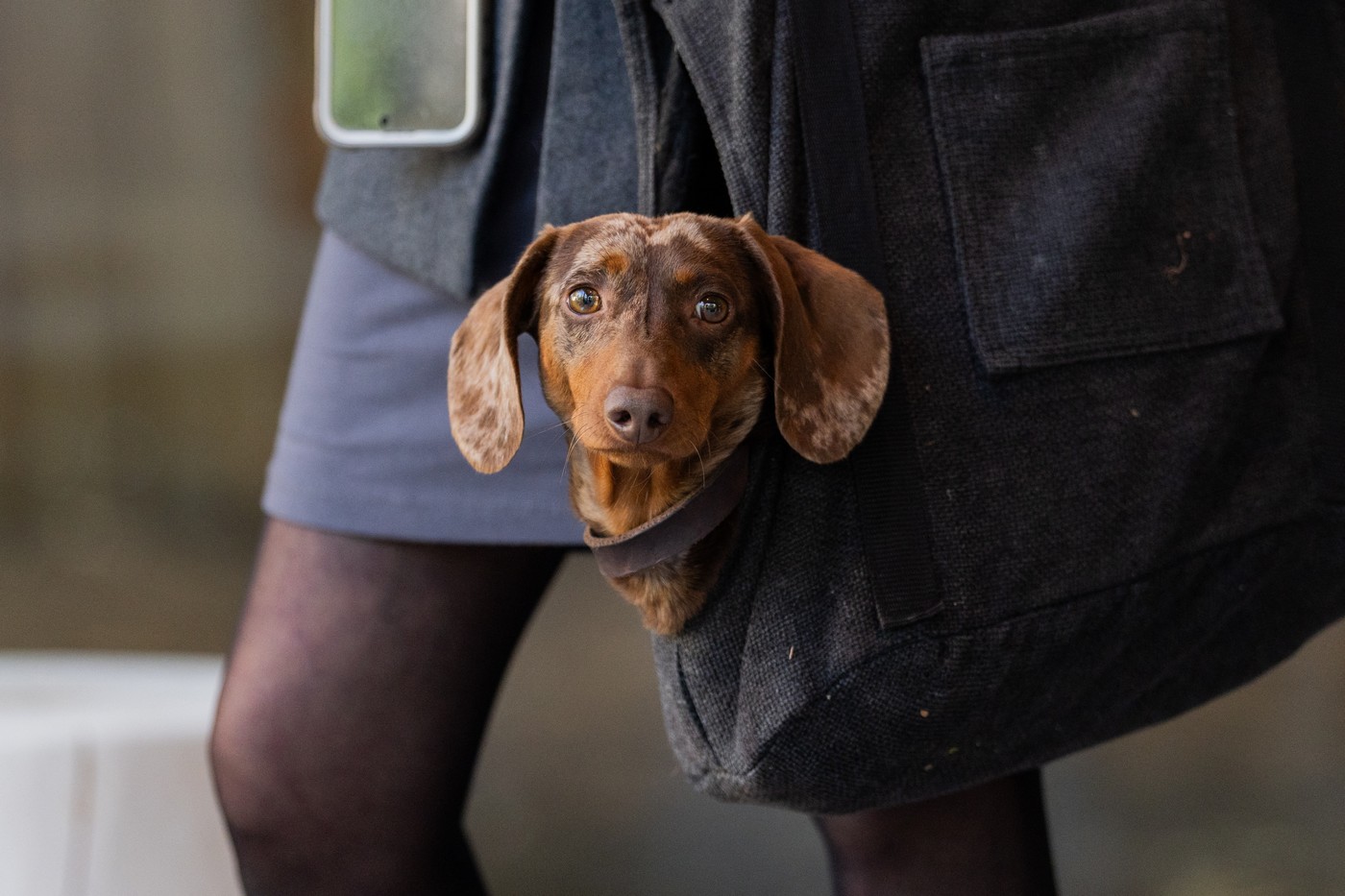 Curtea de Justiție a UE a decis: animalele de companie pot fi considerate „bagaje”, limitând răspunderea companiilor aeriene pentru pierderea lor