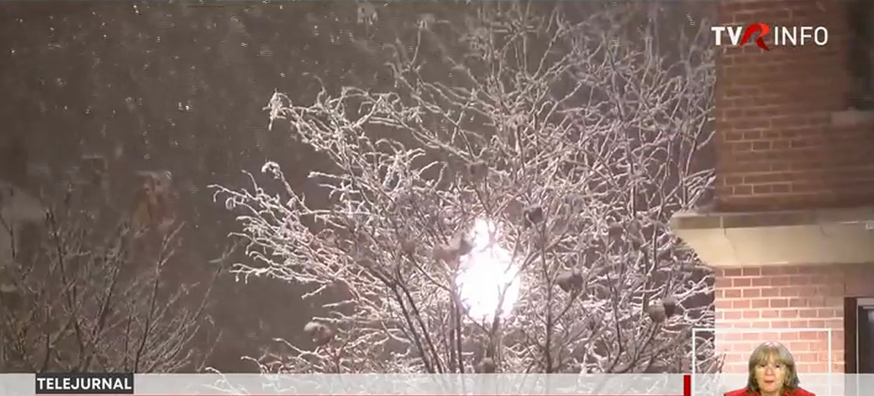 Primii fulgi de zăpadă la Chicago. Animalele de la grădina zoologică, s-au bucurat de zăpada timpurie