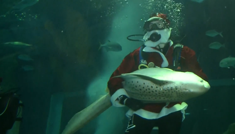 Moş Crăciun sărbătoreşte Crăciunul în Brazilia înconjurat de rechini