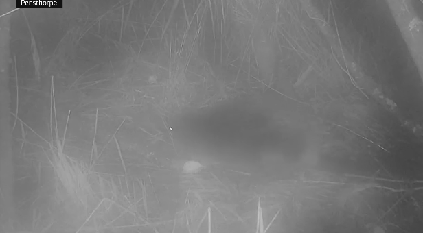 Primul castor sălbatic observat în Norfolk după 400 de ani: „Nimeni nu știe de unde a apărut”