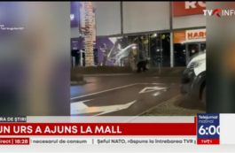 Buzoianu: România are cea mai numeroasă populaţie de urşi din Europa, între 10.600 şi 12.700 de exemplare