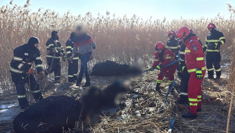 23 de vaci au căzut într-un iaz, la Suceava. Intervenţie complexă a pompierilor pentru salvarea acestora