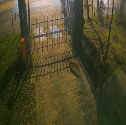 Trei vulpi au fost surprinse de camere, în zona Muzeului Antipa din Capitală