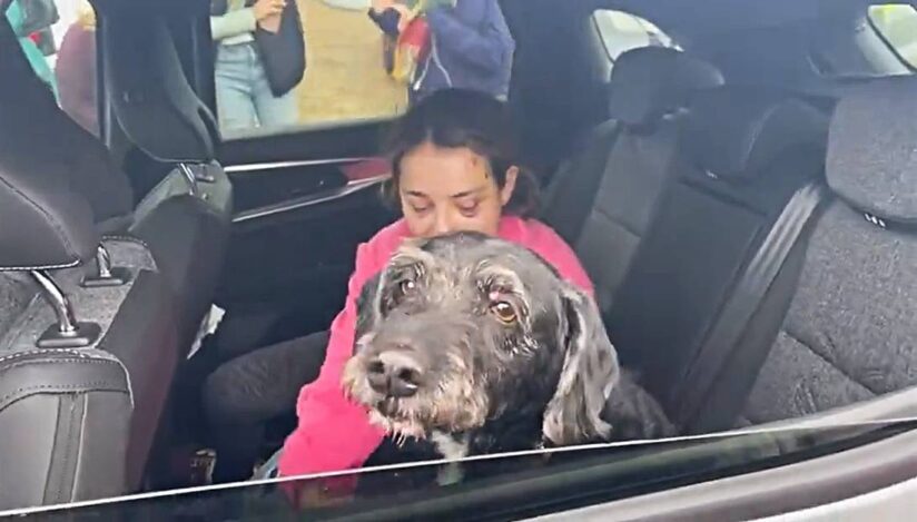 Câine dispărut după accidentul feroviar din Spania, salvat după patru zile