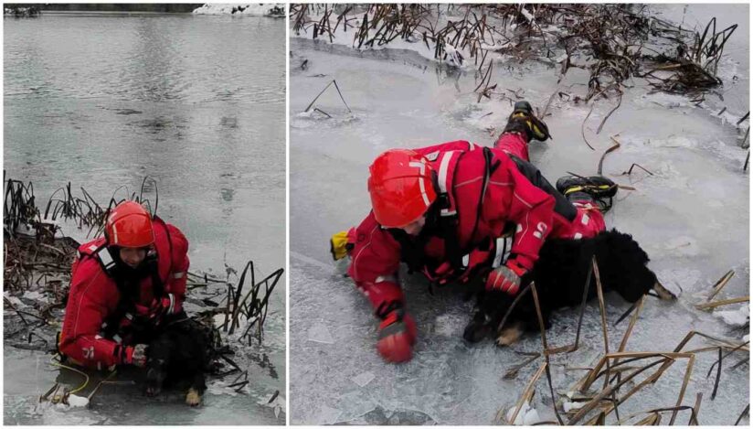 Un câine blocat între gheţuri la Oradea, pe râul Crişul Repede, salvat de pompieri