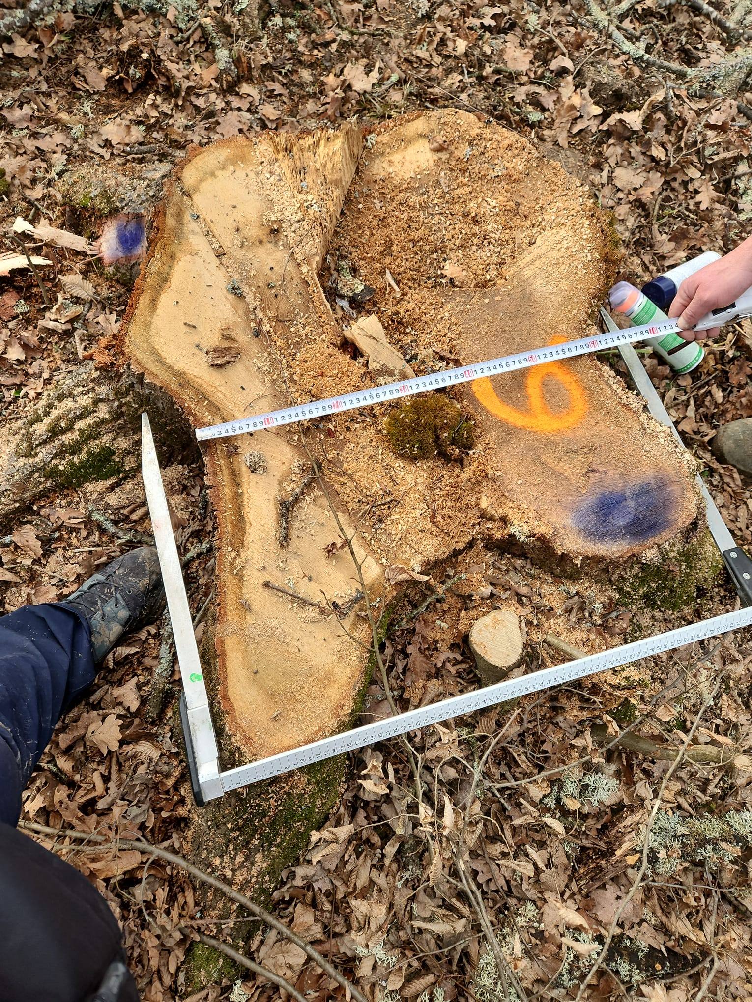 Ministrul Mediului anunţă tăieri ilegale şi furt de lemn din aria protejată Podişul Hârtibaciului, judeţul Braşov