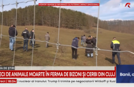 Anchetă la ferma de bizoni și cerbi din Cluj-Napoca, după moartea a peste 200 de animale. Cazul, semnalat de către echipa TVR
