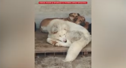 Trei persoane, puse sub control judiciar în dosarul privind abuzurile din adăpostul privat de animale din Suraia. TVR a difuzat în exclusivitate imagini din padoc