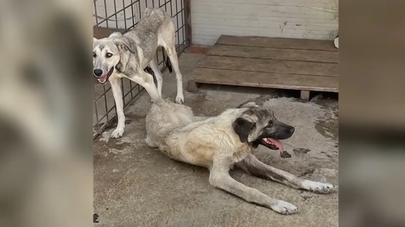 EXCLUSIV Câini uciși în serie, la un adăpost din Vrancea. Imagini cumplite, cu patrupede care se zbat în lanțuri