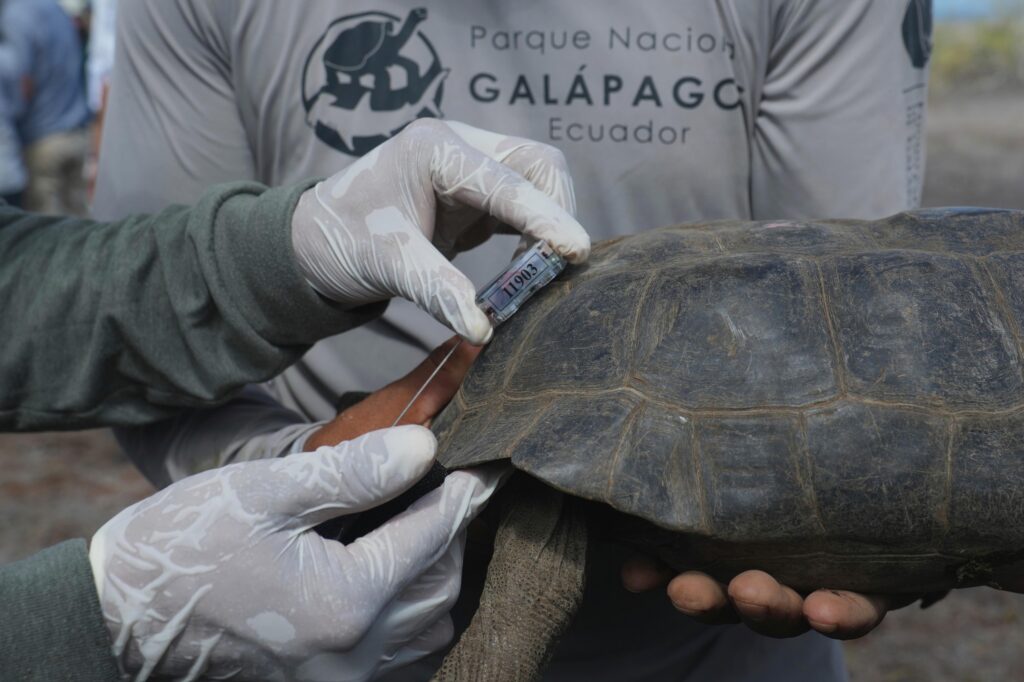 Țestoasele gigant se întorc pe o insulă din Galápagos după aproape 150 de ani