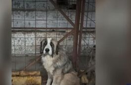Toți câinii din adăpostul groazei din Suraia au fost relocați sau adoptați, în urma dezvăluirilor făcute de TVR