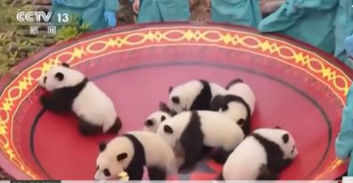 Cum au transmis 29 pui de Panda urări de Anul Nou Chinezesc