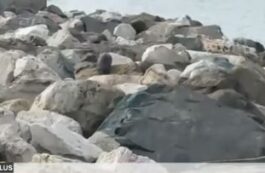 Meduză gigantică, de 10 metri lungime, descoperită în Oceanul Atlantic