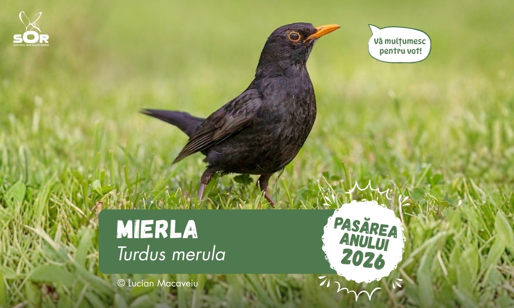 1 aprilie, Ziua Internațională a Păsărilor. Mierla, Pasărea Anului