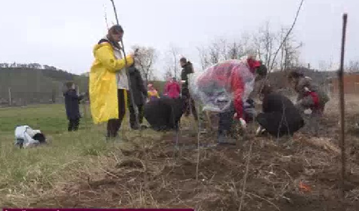 2500 de arbori au fost plantați în complexul de la Bonțida