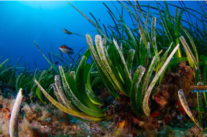 Ibiza, ”ruptă” de Formentera. Se separă apele în insulele Baleare din Mediterană, politic și turistic