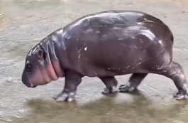 Moo Deng, hipopotamul pigmeu / captura video