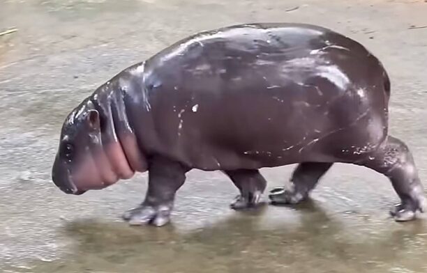 Moo Deng, hipopotamul pigmeu / captura video