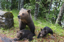 EXCLUSIV Ministrul Mediului, la TVR Info: Cota de recoltare a urșilor trebuie să țină cont de zonă. Pericolul nu e în vârf de munte, ci în zonele populate