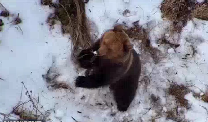 Un urs trezit din hibernare a fost surprins de o dronă folosită pentru o operațiune de căutare într-o pădure din Estonia