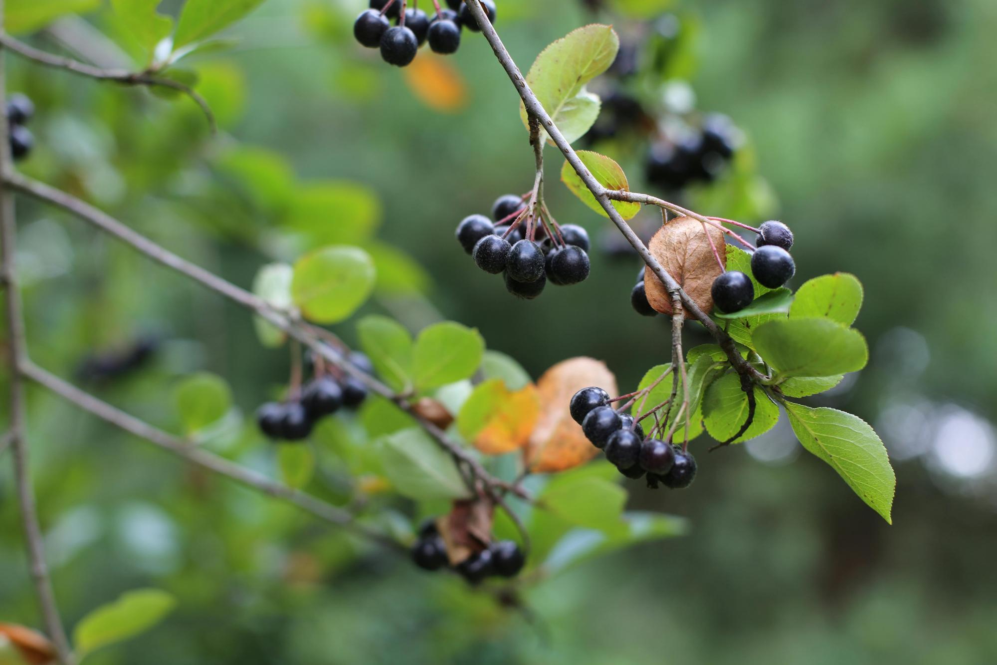 (P) Diferențele dintre sucul de aronia și alte sucuri naturale