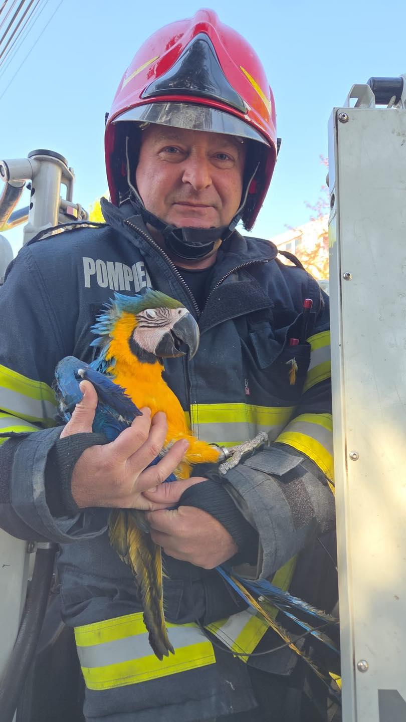 Intervenție neobișnuită la Câmpia Turzii. Pompierii au salvat un papagal aflat într-un brad la 20 de metri înălțime