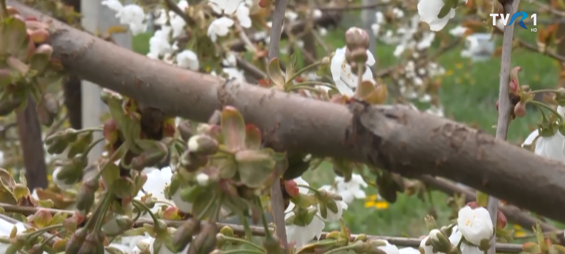 Îngheț în miez de primăvară, pericol pentru pomii fructiferi abia înmuguriți. Primăvara autentică se reîntoarce de săptămâna viitoare